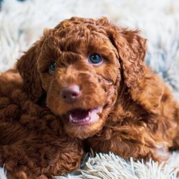 Bernedoodle, Goldendoodle, and Poodle Puppies from Good Dog Doodles