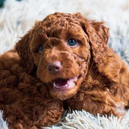 Bernedoodle, Goldendoodle, and Poodle Puppies from Good Dog Doodles