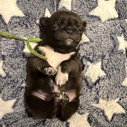 Lucy (green) - Silver female Pug puppy in Hereford, Arizona from Broken Road Ranch Pugs