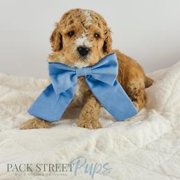 Doohickey - Apricot male Goldendoodle puppy in Paxville, South Carolina from Pack Street Pups