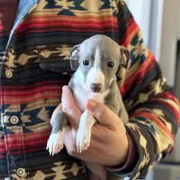 Girl 1 - Blue male Italian Greyhound puppy in Sugar Valley, Georgia from Pinnacle Farm and Kennel