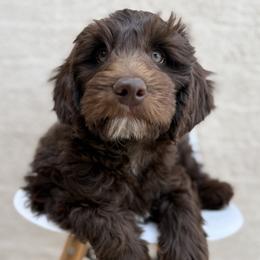 Glacier - Chocolate male Labradoodle puppy in Lubbock, Texas from Lucky Labradoodles