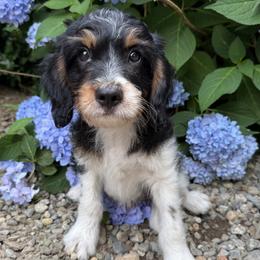 Flash - Tri-color female Cavapoo puppy in Auburn, Massachusetts from Buttercup Doodles