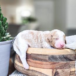 Atlas - Parti male Poodle puppy in Gaylord, Michigan from Dog Mom Co. Poodles