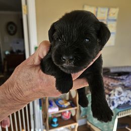 Orange Collar - Black female Miniature Schnauzer puppy in Blountville, Tennessee from Maxwell House Schnauzers