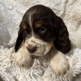 Reese's - Liver white and roan male English Springer Spaniel puppy in Coeur D'alene, Idaho from Springer Hollow