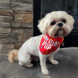 Shih Tzu All Grown Up from Hjo’s Pupdates