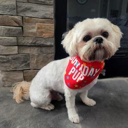 Shih Tzu All Grown Up from Hjo’s Pupdates