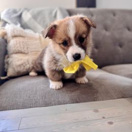 Yellow Boy - Rip Lee Muse - Red male Pembroke Welsh Corgi puppy in Vilonia, Arkansas from Lucky Pups Corgis