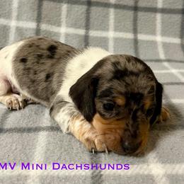 King - Dapple male Dachshund puppy in Carlsbad, Texas from MV Mini Dachshunds