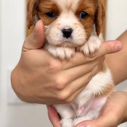 Teddy - Blenheim male Cavalier King Charles Spaniel puppy in Greensboro, North Carolina from Hyde Park Cavaliers