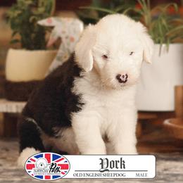 York - Gray and white male Old English Sheepdog puppy in Cleveland, Tennessee from Narrow Path Old English & Sheepadoodles