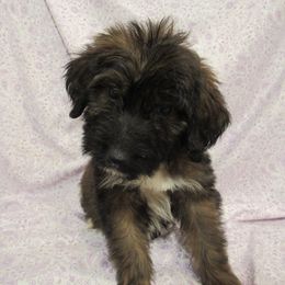 Aussiedoodle, Australian Shepherd, and Poodle Puppies from Kay Kay's Pupper Patch