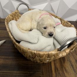 Light Pink collar - Light golden female Golden Retriever puppy in Radcliff, Kentucky from It’s A Golden Life