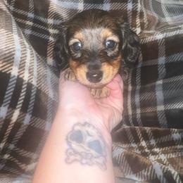 Aubrie - Wild boar female Dachshund puppy in La Junta, Colorado from Royal King’s Mini Dachshunds