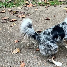 Oakley - Border Collie