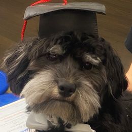 Cash - Havanese