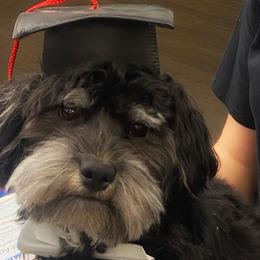 Cash - Havanese
