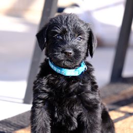 Giant Schnauzer Puppies from Schnauzer Ranch
