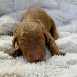 Sammy - Apricot male Goldendoodle puppy in Willacoochee, Georgia from Kitandkboodle's Doodles