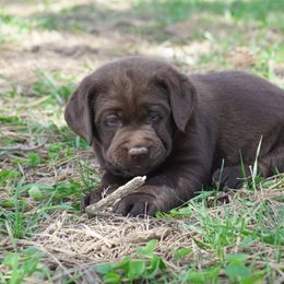 Labrador Retriever Puppies from Sioux River Retrievers