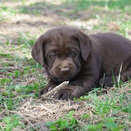 Labrador Retriever Puppies from Sioux River Retrievers