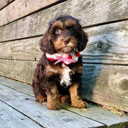 Sprout - Brown and tan female Cockapoo puppy in Hermiston, Oregon from Columbia River Cockapoos
