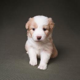 Tansie - White and gold female Border Collie puppy in Fresno, California from Alpine Tails