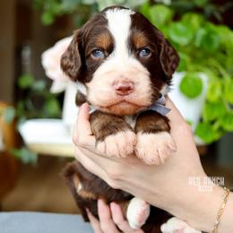 Truffle - Brown and white male Bernedoodle puppy in Salado, Texas from Red Ranch Dogs