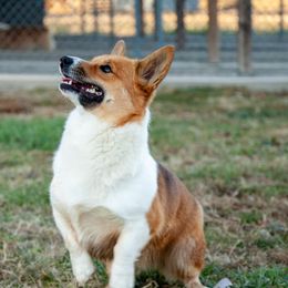Ollie - Pembroke Welsh Corgi