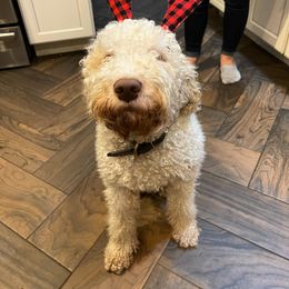 Lagotto Romagnolo Puppies from CreekSide Lagotto
