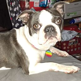 Calypso - Boston Terrier