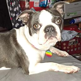 Calypso - Boston Terrier