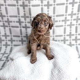 Poppy - Merle female Goldendoodle puppy in Greencastle, Indiana from Willow & Co.