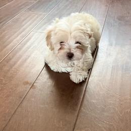 Rome - Champagne male Maltipoo puppy in Chandler, Arizona from Tiffany's Maltipoos
