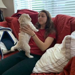 Double Doodle Puppies from Riverside Doodles in Seattle (double doodles)