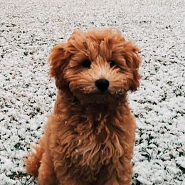 Schnoodle Puppies from Growing Puppies