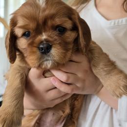 Clover - Ruby female Cavalier King Charles Spaniel puppy in Le Roy, New York from Heirloom Cavaliers