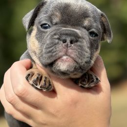 Girl 1 - Blue female French Bulldog puppy in Moorefield, West Virginia from Absolutely Boston Terriers and French Bulldogs
