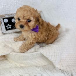 Tweet-Tweet - Apricot female Poodle puppy in Florida from Adorable Toy-Miniature Poodles