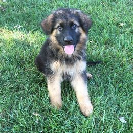 German Shepherds from Ot TONCHE German Shepherds