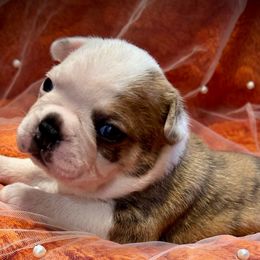 Hornet - Brindle and white male Boston Terrier puppy in Rockville, Indiana from Blaze Of Glory Bostons & Frenchies