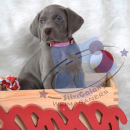 Pink collar Girl - Silver gray female Weimaraner puppy in Alexandria, Virginia from Silvr Galaxy Weimaraners