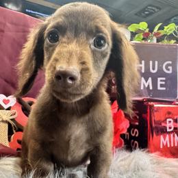 Cooper - Chocolate male Dachshund puppy in Cabool, Missouri from Dachshund's of Country Magic Farms in Missouri