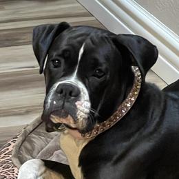 SHILOH - Boxer