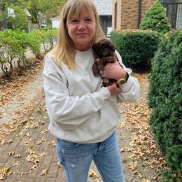 Aussiedoodle, Bernedoodle, Poodle, Shihpoo, and Shih Tzu Puppies from Route 66 Poodles & Doodles, Sapphire Shih-tzu's of Ohio