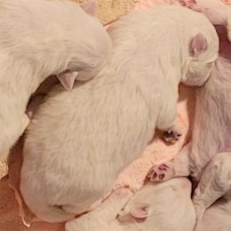 Boy 3 (2nd largest) - White male Japanese Spitz puppy in Littleton, Colorado from Japanese Spitz