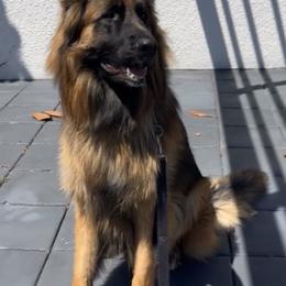 German Shepherd Puppies from Von Gonzalez Kennel