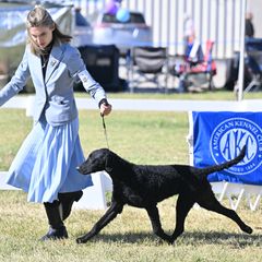 Curly-Coated Retriever All Grown Up from Pizzazz Retrievers