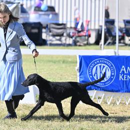 Curly-Coated Retriever All Grown Up from Pizzazz Retrievers
